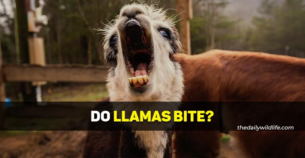do llamas bite