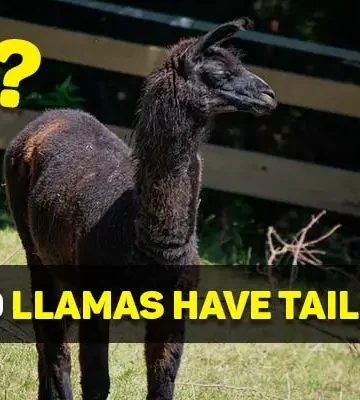 do llamas have tails