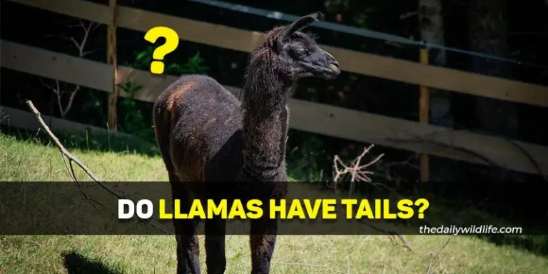 Do Llamas Have Tails? (Size And Alpaca Comparison!)