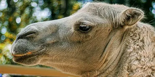 camel head and eyelashes