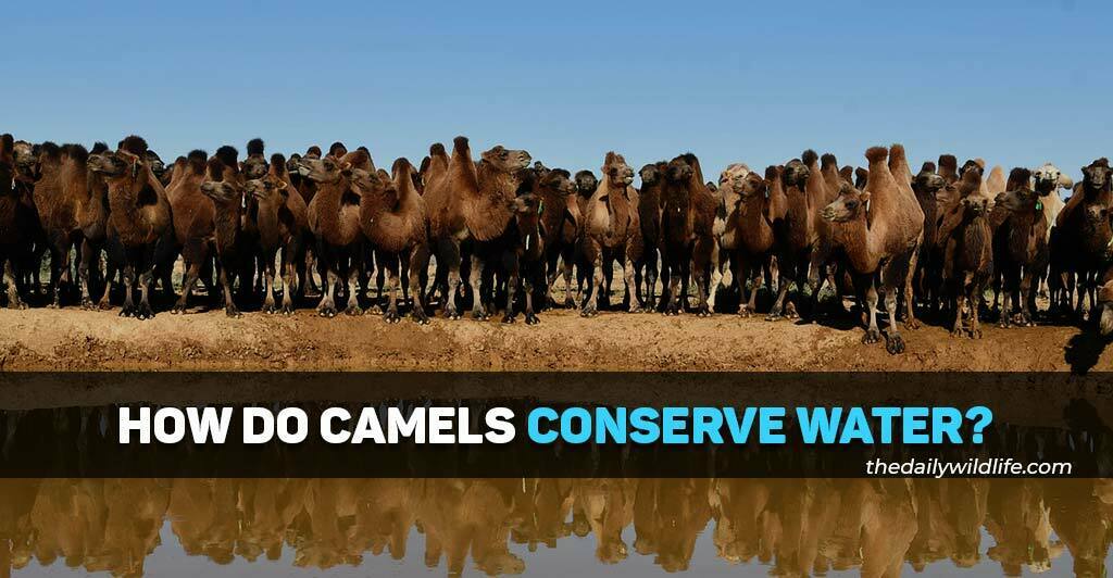 how do camels conserve water
