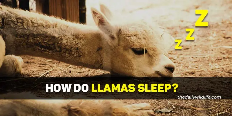 how do llamas sleep