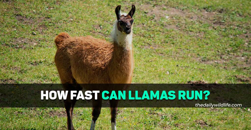 how fast can llamas run