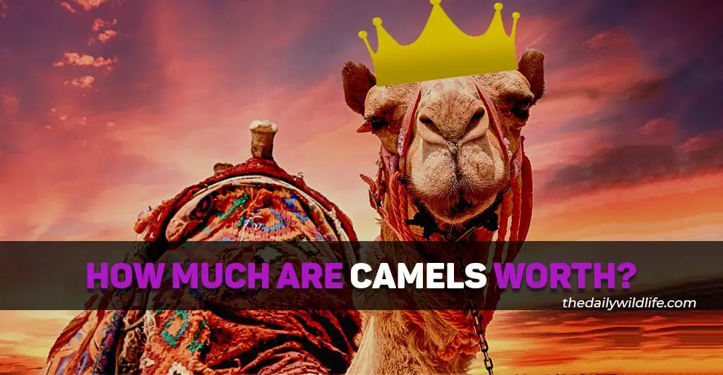 how much is a camel worth