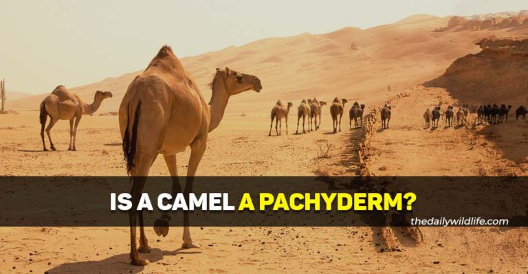 Is A Camel A Pachyderm?