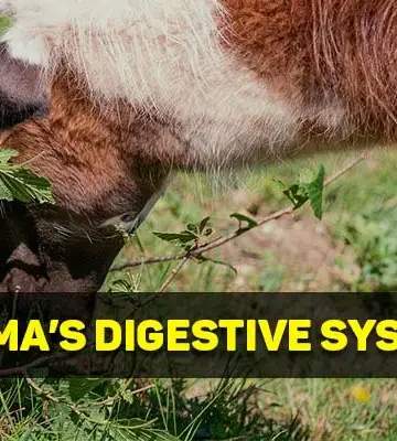 llamas digestive system