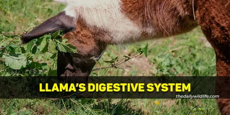 Digestive System Of A Llama