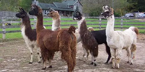 tails and ears of alerted llamas