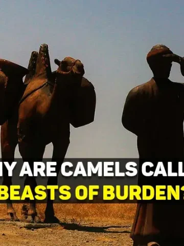 why are camels called beasts of burden