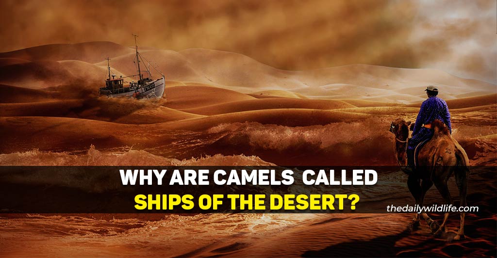 why are camels called ships of the desert
