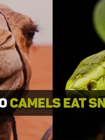 why do camels eat snakes