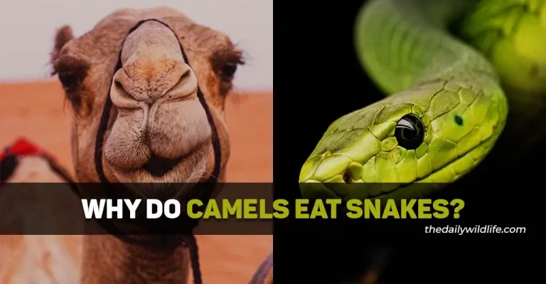 Why Do Camels Eat Snakes?