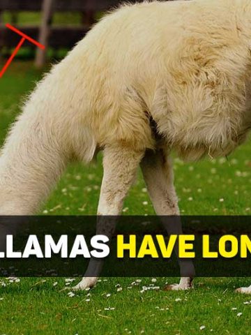 why do llamas have long necks