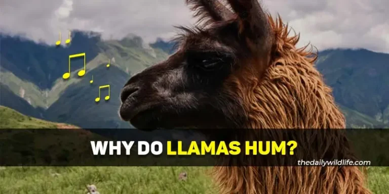 Why Do Llamas Hum? (3 Main Reasons!)