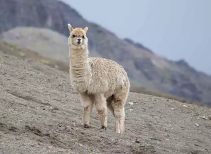 alpaca in the Peruvian mountains