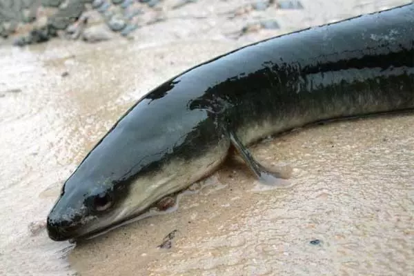 american eel in a lake