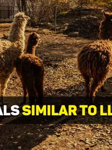 animals similar to llamas