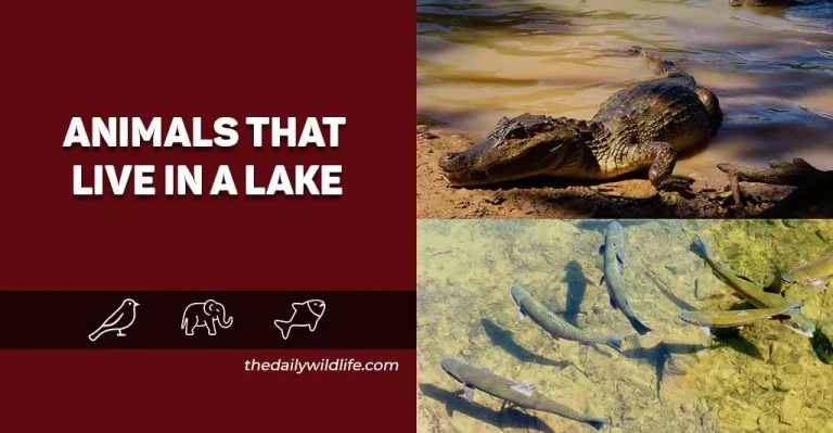 23 Animals That Live In A Lake (Photos+Fun Facts)