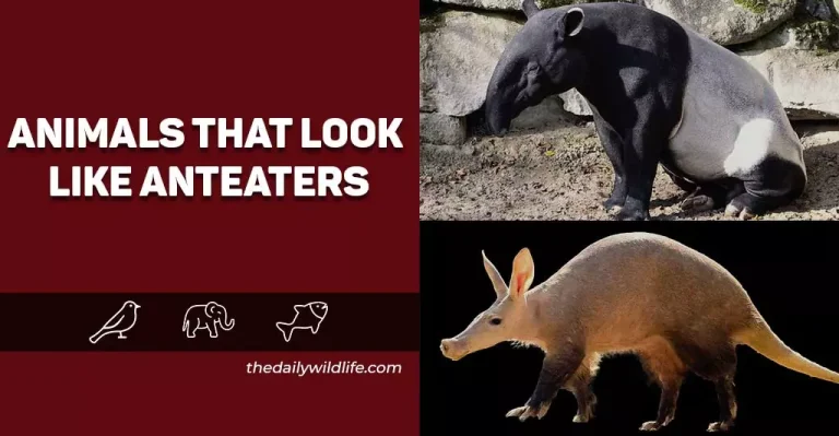 17 Cutest Animals That Look Like Anteaters (Photos + Fun Facts)