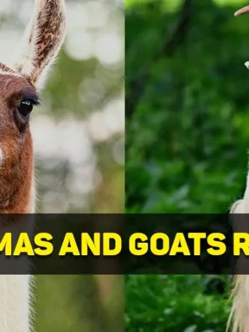 are llamas related to goats