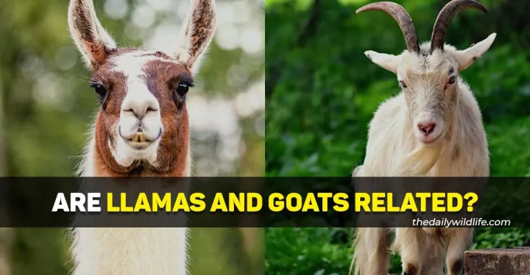 Are Llamas Related To Goats? Do They Get Along?