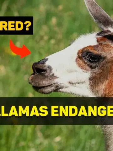are llamas endangered