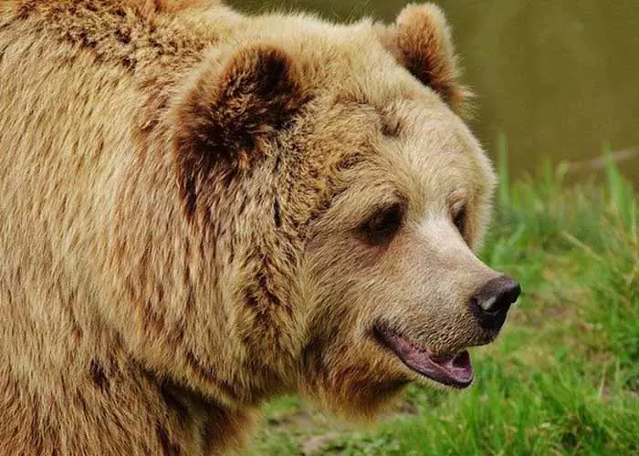 bear head close up