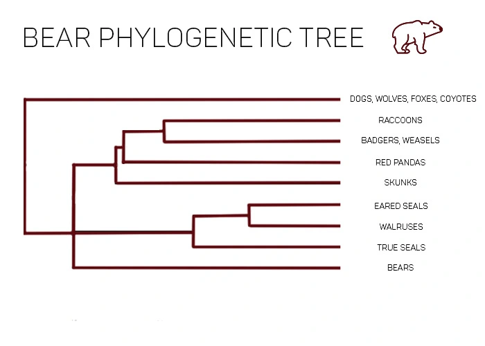 bear evolutionary tree