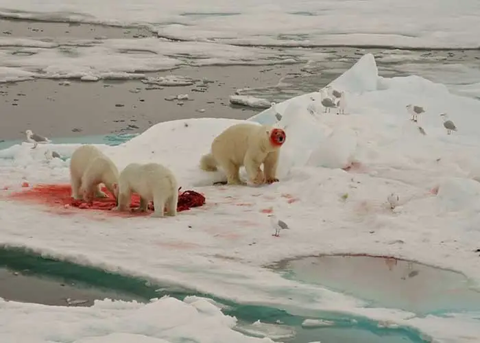 polar bears eating