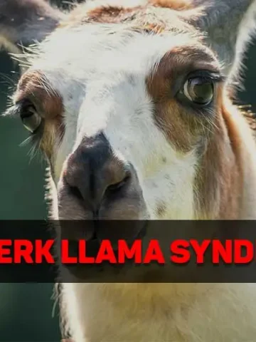 berserk llama syndrome