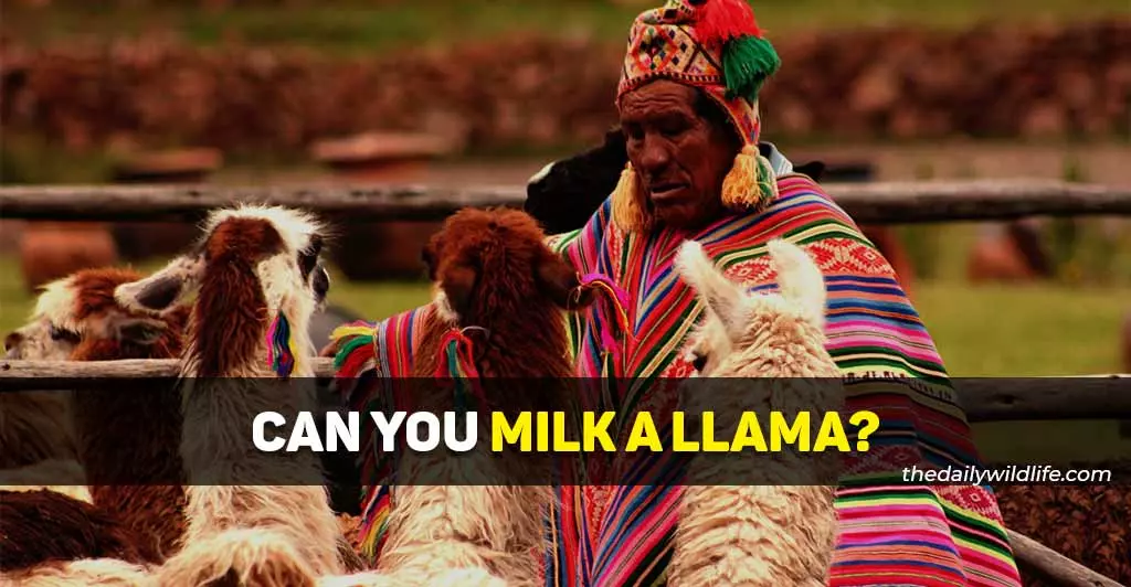 can you milk a llama