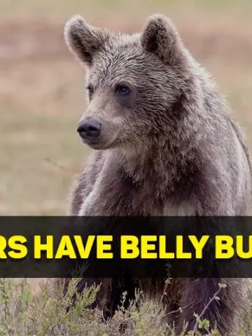 do bears have belly buttons