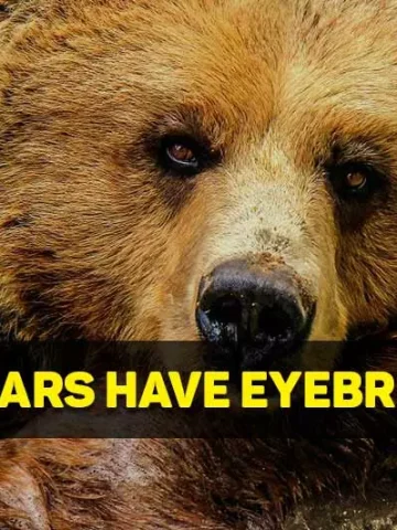 do bears have eyebrows