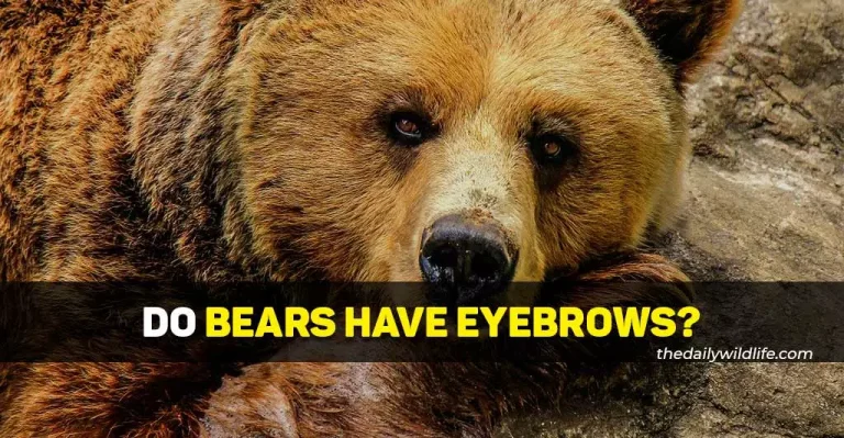 Do Bears Have Eyebrows?