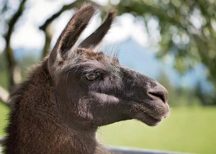 Ear position of an alert llama