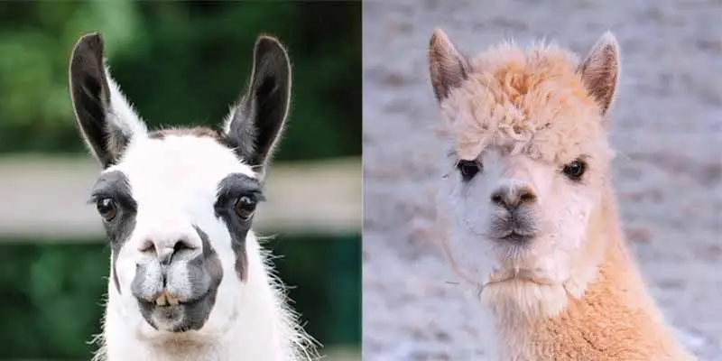 ears of a llama and an alpaca
