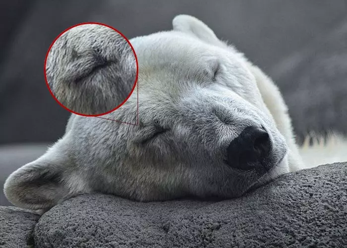 eyebrows on a polar bear sleeping