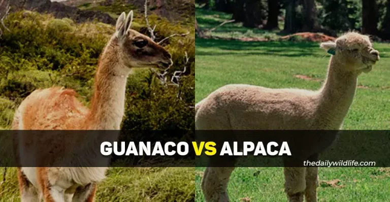 Guanaco Vs Alpaca: What Are The Differences?