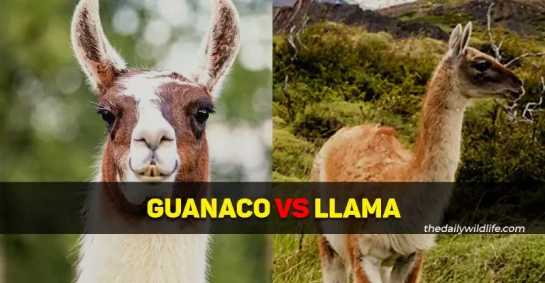 Guanaco Vs Llama