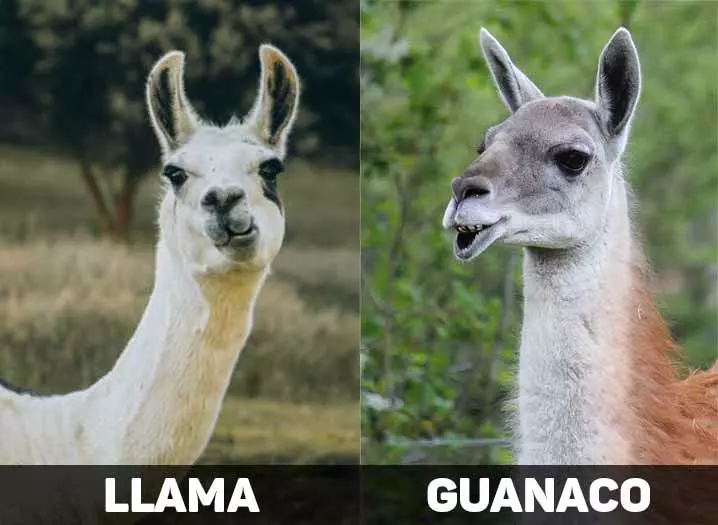 guanaco vs llama close up