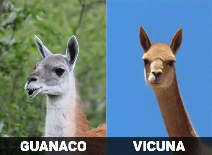 guanaco vs vicuna ear shape