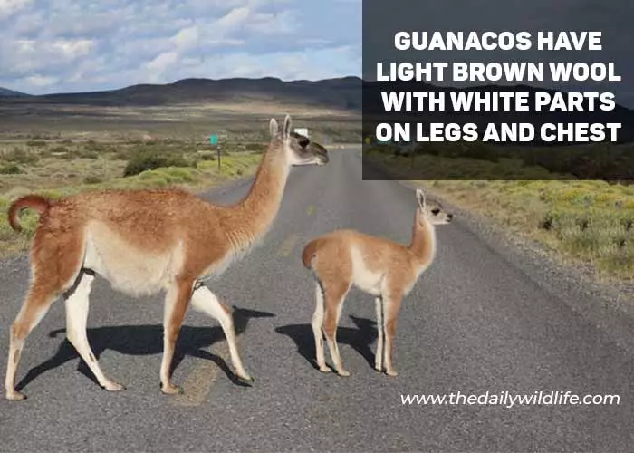 guanaco with its baby crossing the road