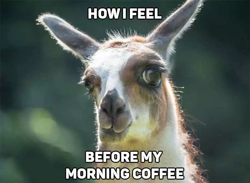 how i feel before my morning coffee llama meme