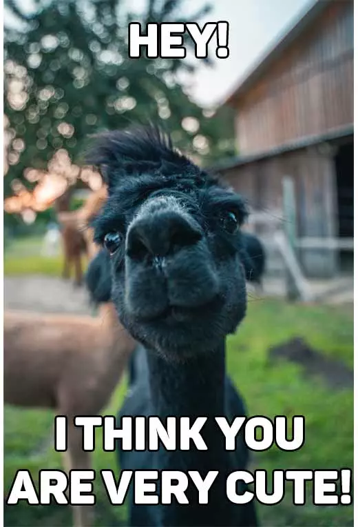 cute and funny llama alpaca baby meme