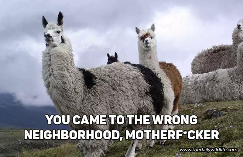 you came to the wrong neighborhood llama alpaca meme