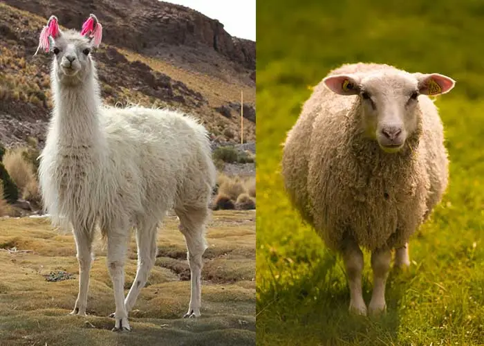 llama vs sheep wool