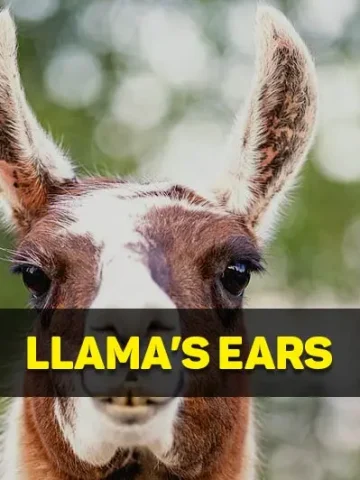 llama ears