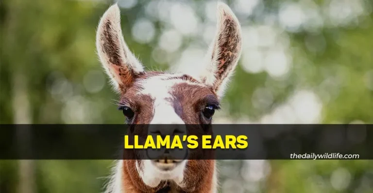 Llama Ears (Size, Shape, Hearing)