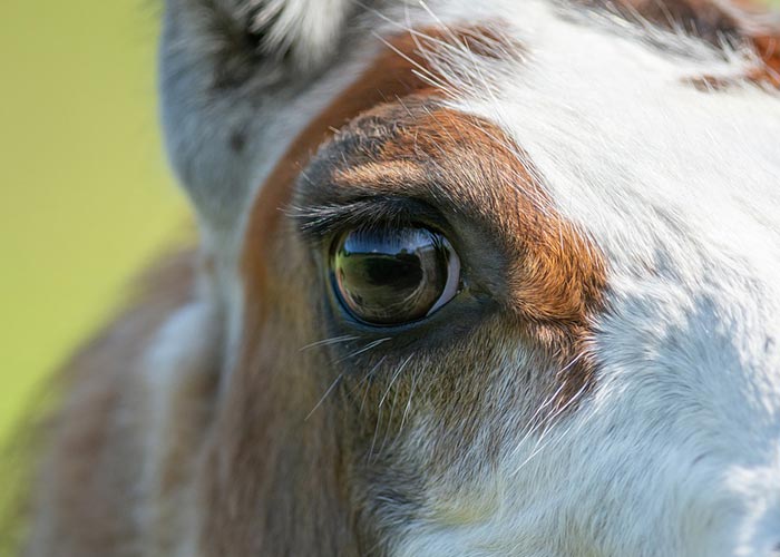 llama eye close up
