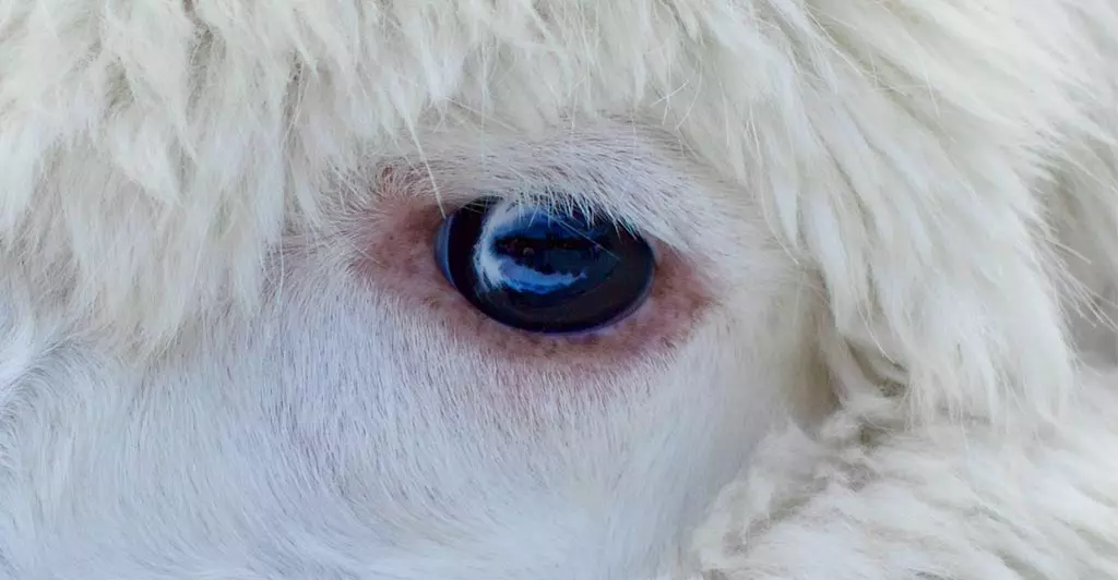 llama blue eye pupil